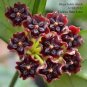 Flower Bonsai Hoya Kerrii Bonsai (December Orchid)  200 Seeds