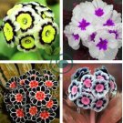 Europe Mix Colors Primula Acaulis Bonsai Potted Plant 200 Seeds