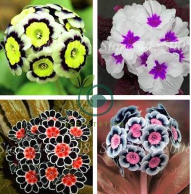 Europe Mix Colors Primula Acaulis Bonsai Potted Plant 200 Seeds