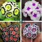 Europe Mix Colors Primula Acaulis Bonsai Potted Plant 200 Seeds