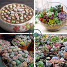 Rare Succulent Planter Garden Decoration Lithops Seed Garden Flower 200 Seeds
