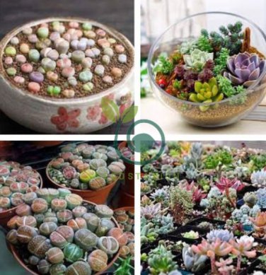 Rare Succulent Planter Garden Decoration Lithops Seed Garden Flower 200 Seeds
