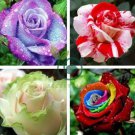 Rose Bonsai,Rare Color,Rich Aroma, Rare Exotic Chinese Rosa 200 Seeds
