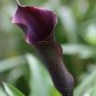 Calla Lily Bonsai Room Flowers Zantedeschia Aethiopica Bonsai 200 Seeds