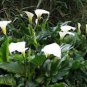 Calla Lily Bonsai Room Flowers Zantedeschia Aethiopica Bonsai 200 Seeds