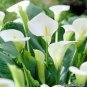 Calla Lily Bonsai Room Flowers Zantedeschia Aethiopica Bonsai 200 Seeds