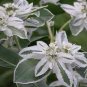 Euphorbia Marginata Pursh Heat Resistant Ever Green 100 Seeds