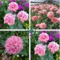 Rare Double Peony Seed Multicolor Perennial Peony Flowers Chinese 40 Seeds