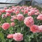 Rare Double Peony Seed Multicolor Perennial Peony Flowers Chinese 40 Seeds