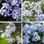 American Forget-me-not Flower Bonsai Starry Eyes Potted Plants 200 Seeds