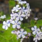 American Forget-me-not Flower Bonsai Starry Eyes Potted Plants 200 Seeds
