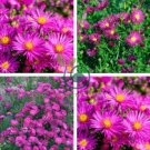 Aster Novi-belgii Flower Home Garden 200 Seeds
