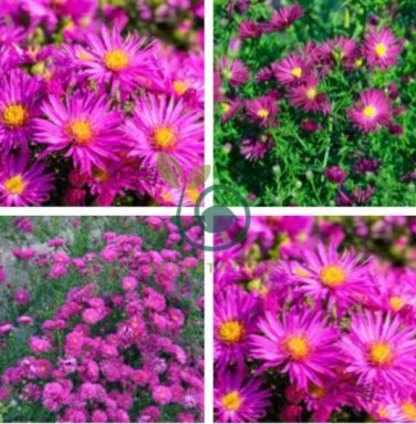 Aster Novi-belgii Flower Home Garden 200 Seeds