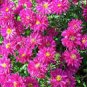 Aster Novi-belgii Flower Home Garden 200 Seeds