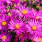 Aster Novi-belgii Flower Home Garden 200 Seeds