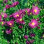 Aster Novi-belgii Flower Home Garden 200 Seeds