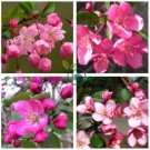 Malus Halliana  - Pink Bonsai Flowers  100 Seeds