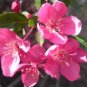 Malus Halliana  - Pink Bonsai Flowers  100 Seeds