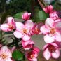 Malus Halliana  - Pink Bonsai Flowers  100 Seeds