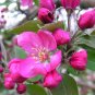 Malus Halliana  - Pink Bonsai Flowers  100 Seeds