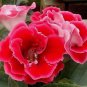 Gloxinia Plants  3 Colors Available 200 Seeds