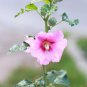 Rare Hollyhock Flower  - Light Pink Flowers with Rose Pink Centre 200 Seeds
