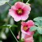 Rare Hollyhock Flower  - Light Pink Flowers with Rose Pink Centre 200 Seeds