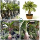 Bottle Palm - Green Color 40 Seeds