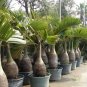 Bottle Palm - Green Color 40 Seeds
