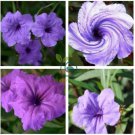 Petunia Flower - Purple White Bicolor  Flowers 200 Seeds
