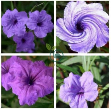 Petunia Flower - Purple White Bicolor  Flowers 200 Seeds