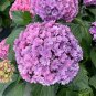 Hydrangea Bonsai Mixed Color Japan 40 Seeds