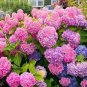 Hydrangea Bonsai Mixed Color Japan 40 Seeds