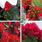 Rieger Begonias Dark Red Color 100 Seeds