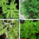 Semente Plant Herb Insect Repellent Grass 200 Seeds
