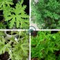 Semente Plant Herb Insect Repellent Grass 200 Seeds