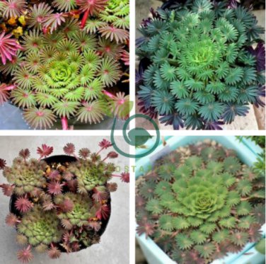 Oxalis Versicolor Flowers Bonsais 400 Seeds