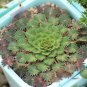Oxalis Versicolor Flowers Bonsais 400 Seeds