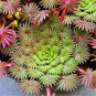 Oxalis Versicolor Flowers Bonsais 400 Seeds