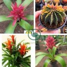 Cactus Bromeliad Succulent Bonsai Courtyard Mini Plant 200 Seeds