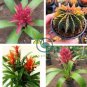 Cactus Bromeliad Succulent Bonsai Courtyard Mini Plant 200 Seeds