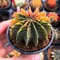 Cactus Bromeliad Succulent Bonsai Courtyard Mini Plant 200 Seeds