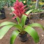 Cactus Bromeliad Succulent Bonsai Courtyard Mini Plant 200 Seeds
