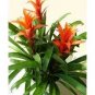 Cactus Bromeliad Succulent Bonsai Courtyard Mini Plant 200 Seeds