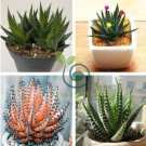 Rainbow Aloe Bonsai Mixed Excellent Succulent Plants 400 Seeds