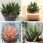 Rainbow Aloe Bonsai Mixed Excellent Succulent Plants 400 Seeds