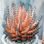 Rainbow Aloe Bonsai Mixed Excellent Succulent Plants 400 Seeds