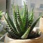 Rainbow Aloe Bonsai Mixed Excellent Succulent Plants 400 Seeds