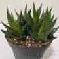 Rainbow Aloe Bonsai Mixed Excellent Succulent Plants 400 Seeds