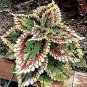 Bonsai Coleus Foliage Plants Perfect Color Arc-Dragon 200 Seeds